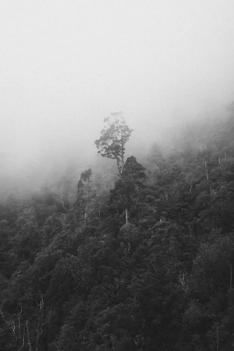 Framed Print : A lone tree stands in a misty forest on a mountain
