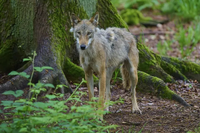 Framed Print : A lone wolf stands at the foot of a large tree in the forest