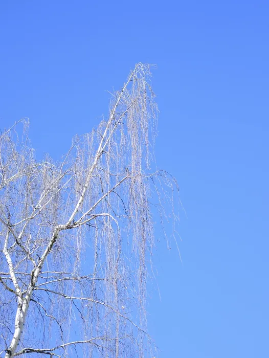Framed Print : Lonely birch tree against blue sky in early spring Framed Print : Lonely birch tree against blue sky in early spring
