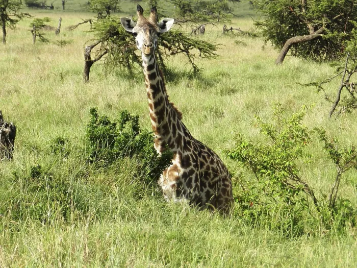 Framed Print : Lonely giraffe eating acacia leaves in the African savannah Framed Print : Lonely giraffe eating acacia leaves in the African savannah