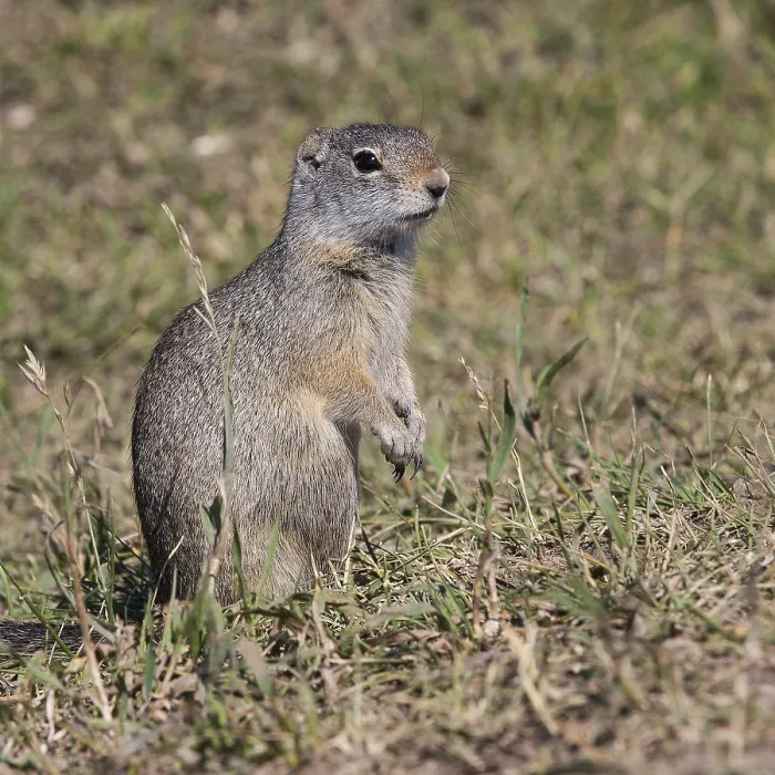 Framed Print : Lonely marmot on the field in Grand Teton National Park