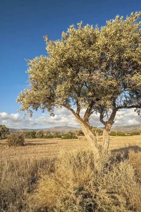 Framed Print : Lonely olive tree on drought meadow Framed Print : Lonely olive tree on drought meadow