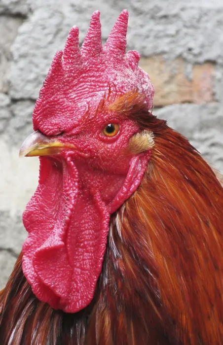 Framed Print : Lonely rooster expressive looks into the distance