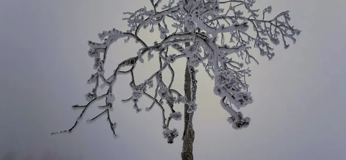 Framed Print : Lonely, snowy tree with frosty branches against a wintry sky