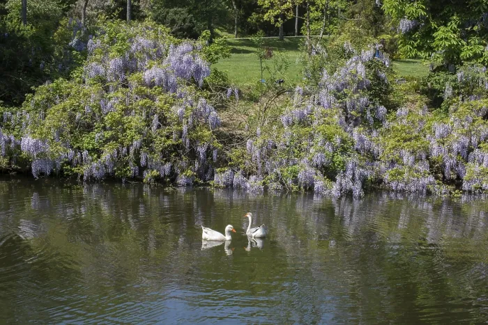 Framed Print : Lonely swans live in the natural environment Framed Print : Lonely swans live in the natural environment