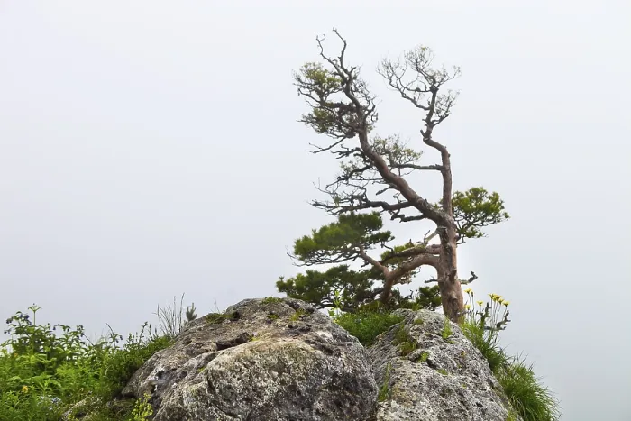 Framed Print : Lonely tree, Lagonaki, Caucasus, Russia Framed Print : Lonely tree, Lagonaki, Caucasus, Russia