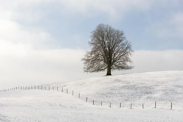 Framed Print : A lonely tree on a snowy hill under a cloudy sky Framed Print : A lonely tree on a snowy hill under a cloudy sky