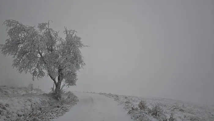 Framed Print : A lonely tree stands on a snow-covered path in a grey winter landscape