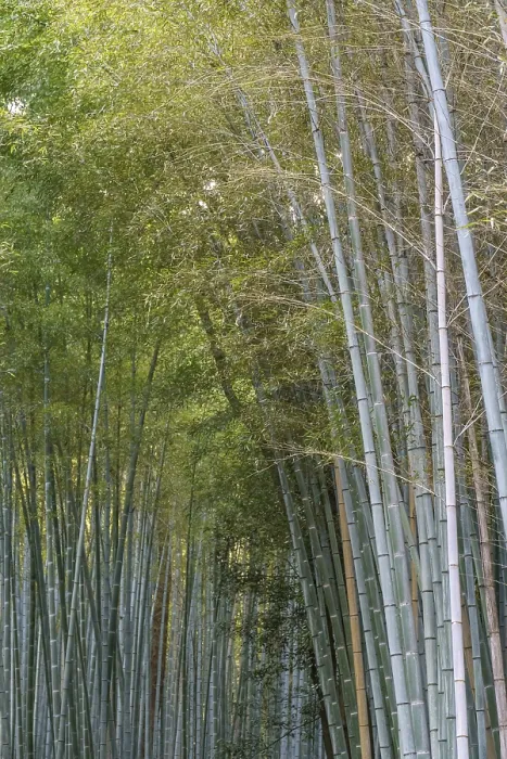 Framed Print : Long bamboo forest rising upwards in a thick green canopy