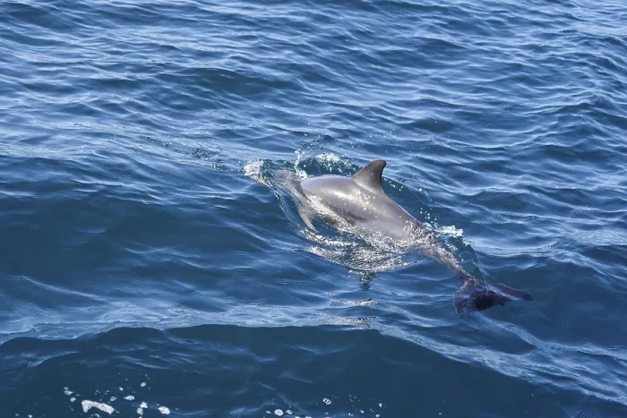 Framed Print : Long-beaked common dolphins (Delphinus capensis) Framed Print : Long-beaked common dolphins (Delphinus capensis)