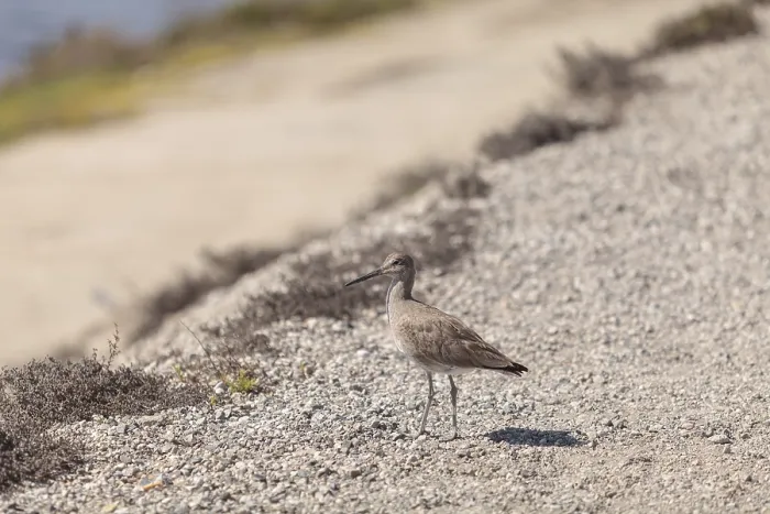 Framed Print : Long billed Dowitcher shorebird called Limnodromus scolopaceus foraging along the shoreline of a Southern California