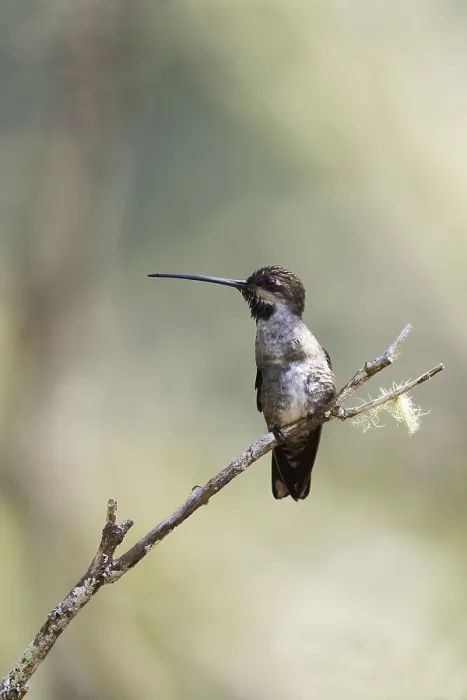 Framed Print : Long-billed Starthroat (Heliomaster longirostris longirostris) female perched on a branch