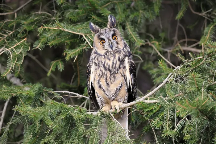 Framed Print : Long-eared owl (Asio otus), adult Framed Print : Long-eared owl (Asio otus), adult