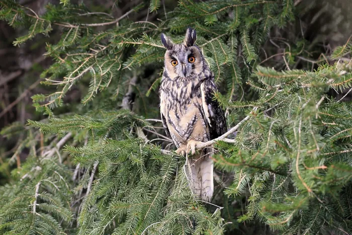 Framed Print : Long-eared owl (Asio otus), adult