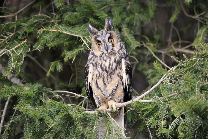 Framed Print : Long-eared owl (Asio otus), adult