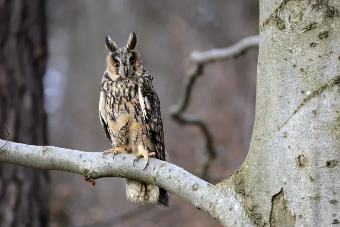Framed Print : Long-eared owl (Asio otus), adult Framed Print : Long-eared owl (Asio otus), adult