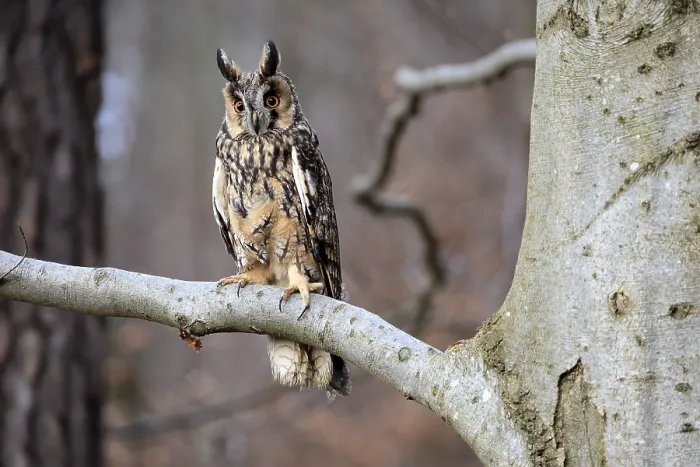Framed Print : Long-eared owl (Asio otus), adult Framed Print : Long-eared owl (Asio otus), adult
