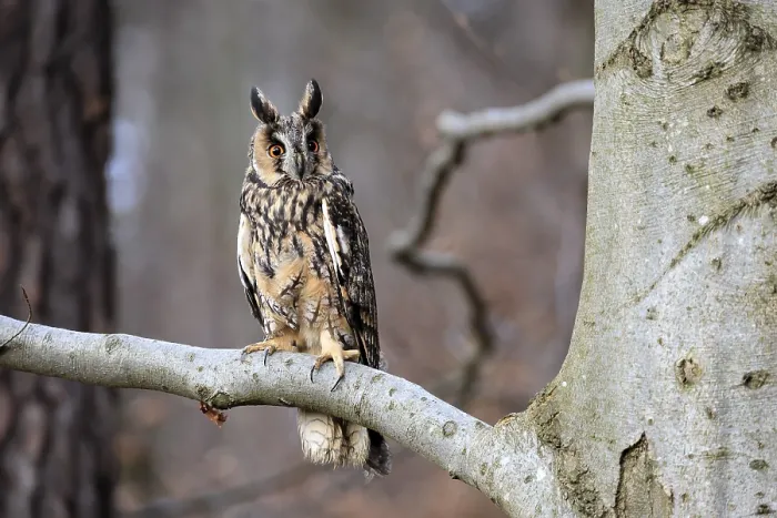 Framed Print : Long-eared owl (Asio otus), adult