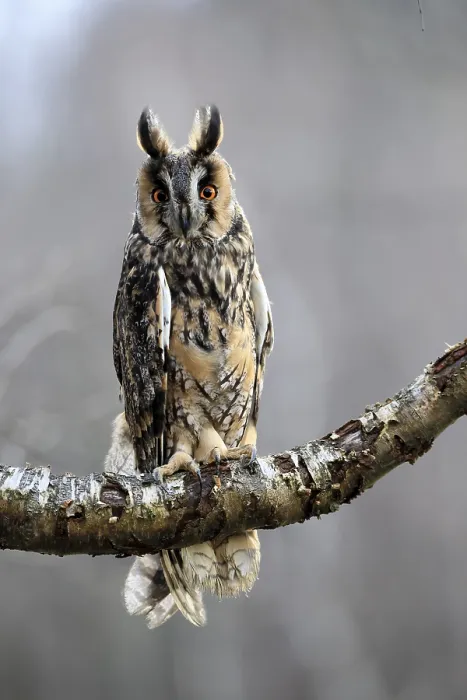 Framed Print : Long-eared owl (Asio otus), adult