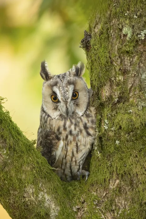 Framed Print : Long-eared owl (Asio otus) adult bird sitting in a tree