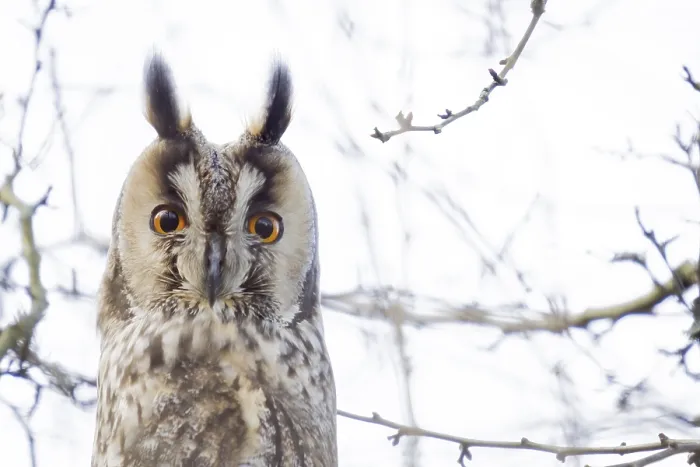 Framed Print : Long-eared owl (Asio otus), animal portrait Framed Print : Long-eared owl (Asio otus), animal portrait