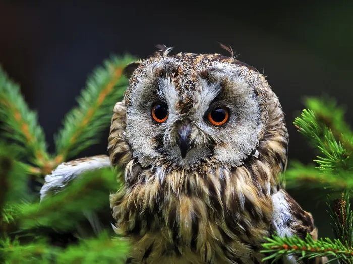 Framed Print : Long-eared owl (Asio otus), portrait in Neuhaus Wildlife Park