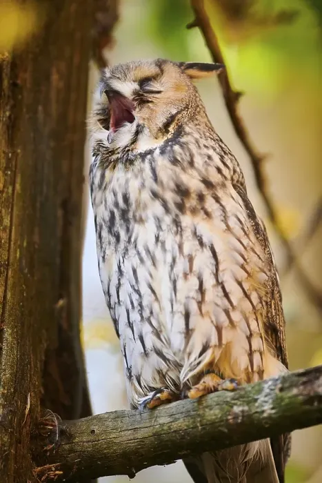 Framed Print : Long-eared owl (Asio otus) sitting in a tree Framed Print : Long-eared owl (Asio otus) sitting in a tree