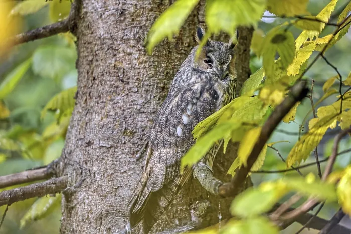 Framed Print : Long-eared owl Asio otus), sitting in tree Framed Print : Long-eared owl Asio otus), sitting in tree