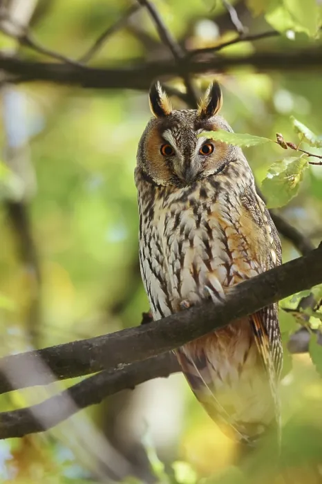 Framed Print : Long-eared owl (Asio otus) sitting in a tree Framed Print : Long-eared owl (Asio otus) sitting in a tree