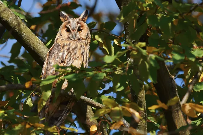 Framed Print : Long-eared owl (Asio otus) sitting in a tree