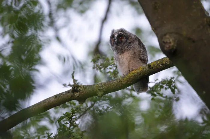 Framed Print : Long-eared owl (Asio otus), young bird