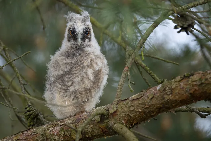 Framed Print : Long-eared owl (Asio otus), young bird Framed Print : Long-eared owl (Asio otus), young bird