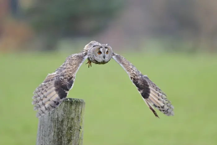 Framed Print : Long-eared owl flying, Asio otus Framed Print : Long-eared owl flying, Asio otus