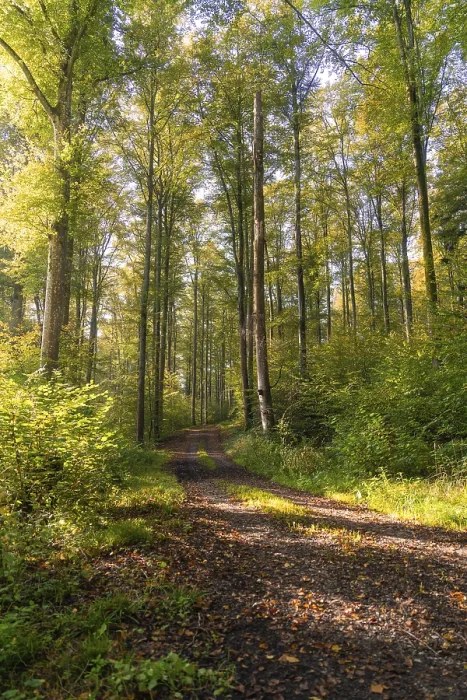 Framed Print : Long forest path surrounded by trees under warm sunlight