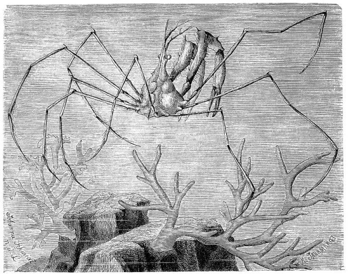 Framed Print : Long-fronted spider crab, Macropodia longirostris Ghost crab Framed Print : Long-fronted spider crab, Macropodia longirostris Ghost crab