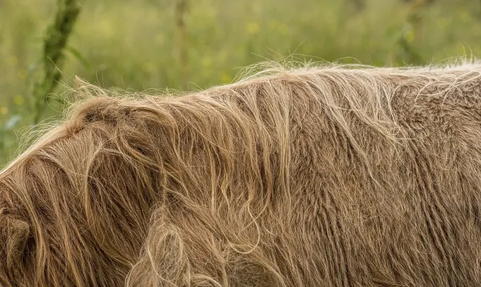 Framed Print : Long back hair of highland cattle Framed Print : Long back hair of highland cattle