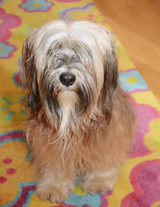 Framed Print : Long-haired brown tibetan terrier dog