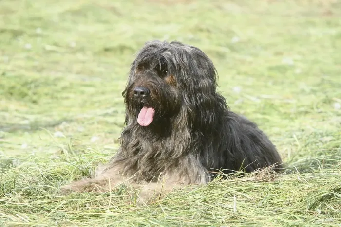 Framed Print : A long-haired fawn-coloured dog lying relaxed in a meadow
