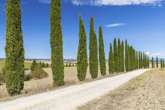 Framed Print : Long half avenue with columnar cypresses (Cupressus sempervirens) near Siena
