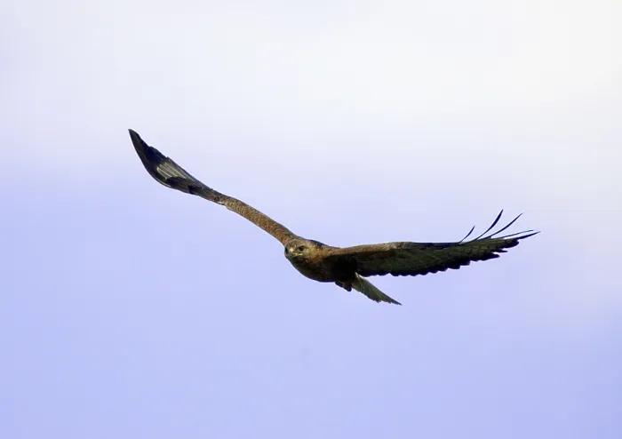 Framed Print : Long-legged Buzzard (Buteo rufinus), Bulgaria