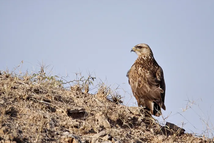 Framed Print : Long-legged Buzzard (Buteo rufinus) in the Rann of Kutch Framed Print : Long-legged Buzzard (Buteo rufinus) in the Rann of Kutch