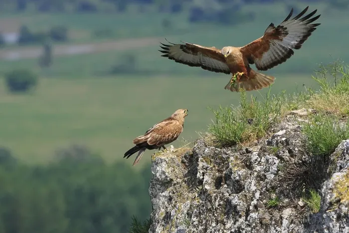 Framed Print : Long-legged Buzzards (Buteo rufinus)