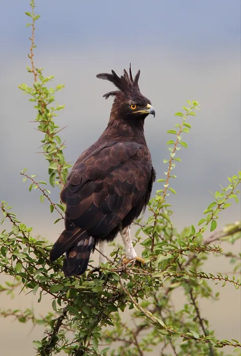 Framed Print : Long-long-crested eagle (Lophaetus occipitalis)
