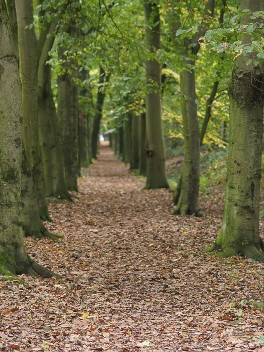 Framed Print : Long narrow path through a forest lined with tall trees and autumn foliage