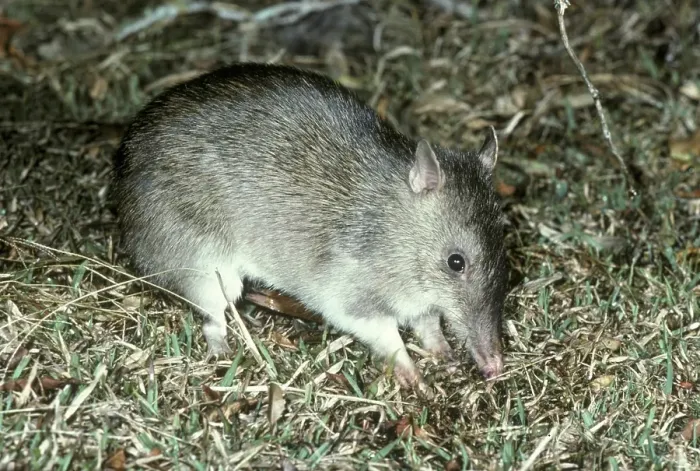 Framed Print : Long-nosed Bandicoot (Perameles nasuta)