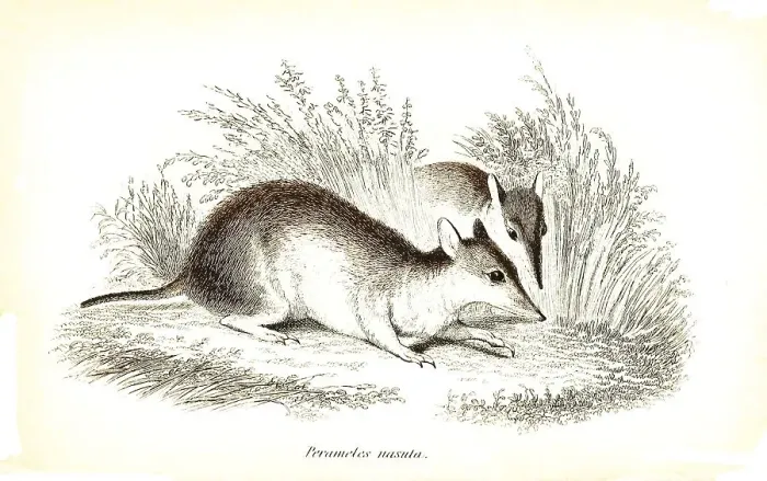 Framed Print : Long-nosed (marsupialia) bandicoot (Perameles nasuta) Framed Print : Long-nosed (marsupialia) bandicoot (Perameles nasuta)