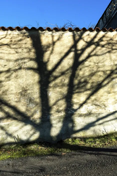 Framed Print : Long shadows of trees stretch across a textured wall