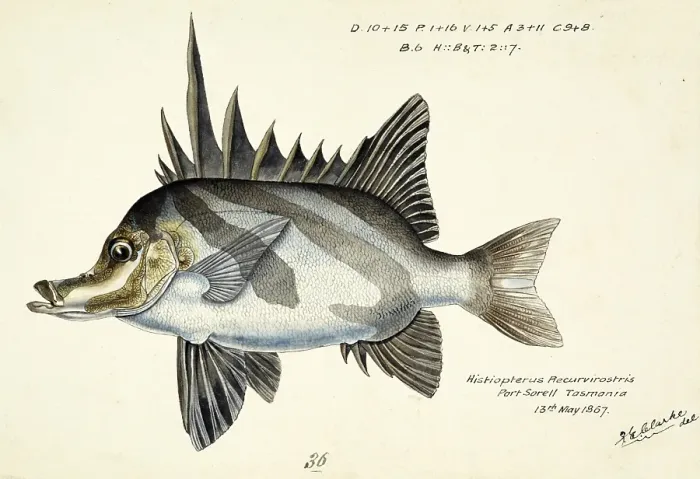 Framed Print : Long-snouted boarfish, Pentaceropsis recurvirostris, The longsnout boarfish, fish, reproduction of an original, by Frank Edward Clarke (b. 1849, d. 1899), ichthyologist and scientific draughtsman