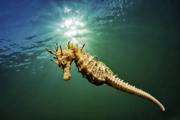Framed Print : Long-snouted seahorse (Hippocampus guttulatus) swims in the lagoon of Thau Framed Print : Long-snouted seahorse (Hippocampus guttulatus) swims in the lagoon of Thau