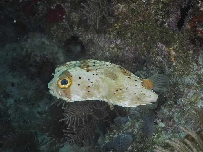 Framed Print : Long-spine porcupinefish (Diodon holocanthus)